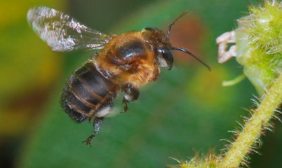 Bee - Sarapiqui - Costa Rica - DSC_8570.jpg