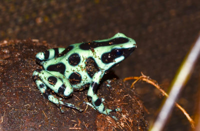 Black and Green Dart Frog - Dendrobates auratus - Tortuguera - Costa Rica - ADS_3618.jpg