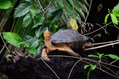 Black River Turtle - Rhinoclemmys funerea - Tortuguera - Costa Rica - ADS_3678.jpg