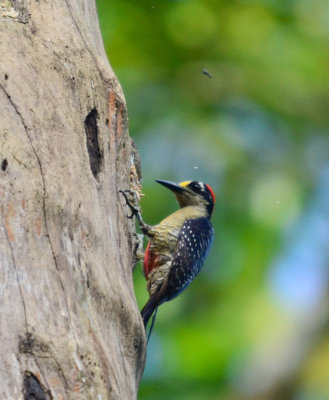 Black-cheeked Woodpecker - Melanerpes pucherani - Sarapiqui - Costa Rica - ADS_4977.jpg