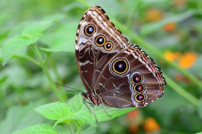 Blue Morpho - Morpho peleides - La Paz Waterfall Park - Poas - Costa Rica - ADS_2799.jpg