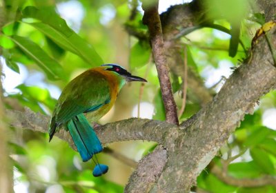 Blue-crowned Motmot - Momotus momota - Monte Verde - Costa Rica - ADS_5395.jpg