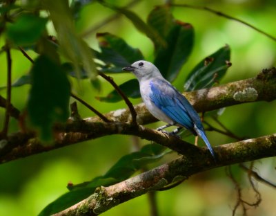 Blue-gray Tanager - Thraupis episcopus - Tortuguera - Costa Rica - ADS_3270.jpg