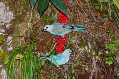 Blue-gray Tanager - Thraupis episcopus - Tortuguera - Costa Rica - ADS_3403.jpg