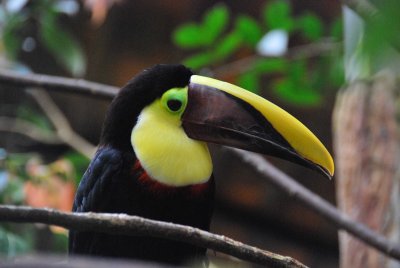 Chestnut-mandibled Toucan - Ramphastus swainsonii - La Paz Waterfall Park - Poas - Costa RicaDSC_8171.jpg