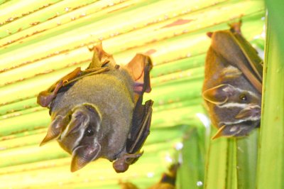 Common Tent-making Bat - Uroderma bilobatum - Golfo Dulce - Costa Rica - ADS_5835.jpg