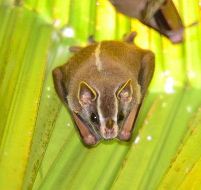 Common Tent-making Bat - Uroderma bilobatum - Golfo Dulce - Costa Rica - ADS_5848.jpg