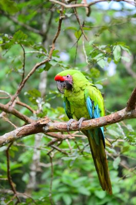 Great Green Macaw - Ara ambiguus - Sarapiqui - Costa Rica - ADS_4996.jpg