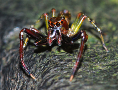 Spider - Monte Verde - Costa Rica - DSC_8636.jpg