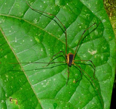 Spider - Sarapiqui - Costa Rica - ADS_4680.jpg