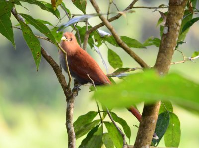 Squirrel Cuckoo - Piaya cayana - Sarapiqui - Costa Rica - ADS_4856.jpg