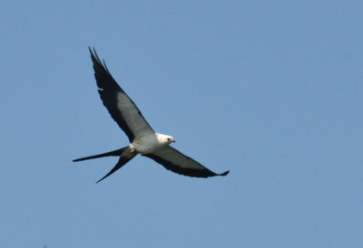 Swallow-tailed Kite - Elanoides forficatus - La Fortuna  Arenal - Costa Rica - ADS_5208.jpg