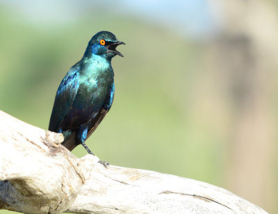 Blue-eared Glossy Starling