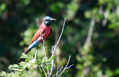 Carmine Bee-eater
