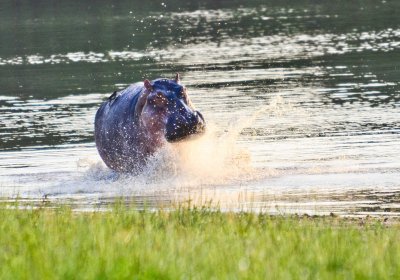 Hippo