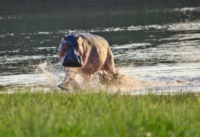 Hippo