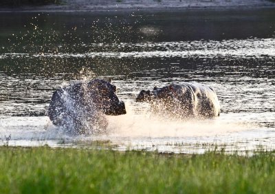 Hippo