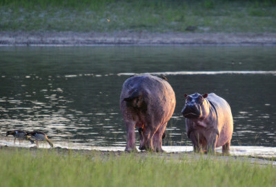 Hippo