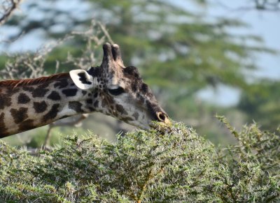 Giraffe