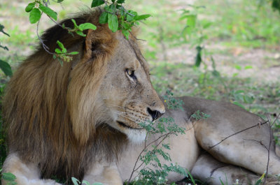Lion