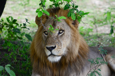 Lion