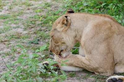 Lion
