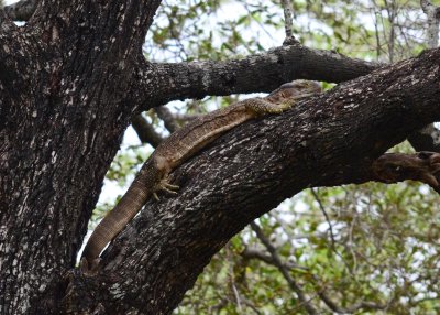 Tree MonitorAAC_5583.jpg
