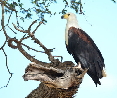 African Fish eagle