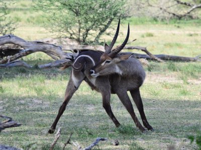 Waterbuck