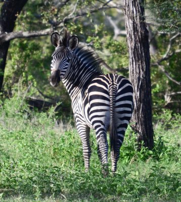 Burchell's Zebra