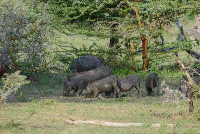 Warthog