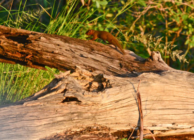 Dwarf Mongoose