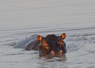 Hippo
