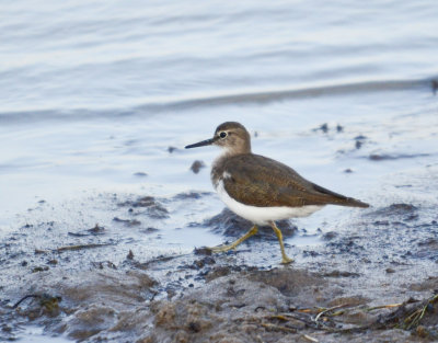 Wood Sandpiper