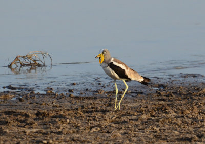 Wattled Plover
