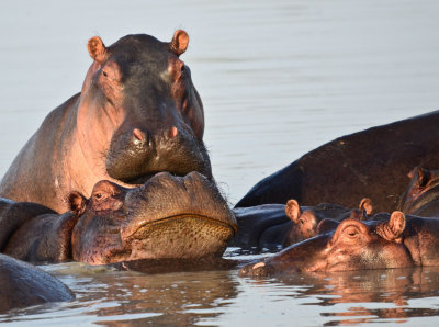 Hippo
