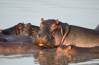 Hippo