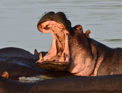 Hippo