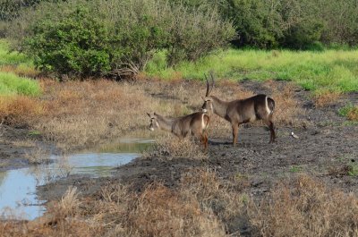 Waterbuck