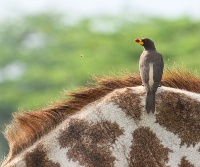 Selous Game Reserve 2015