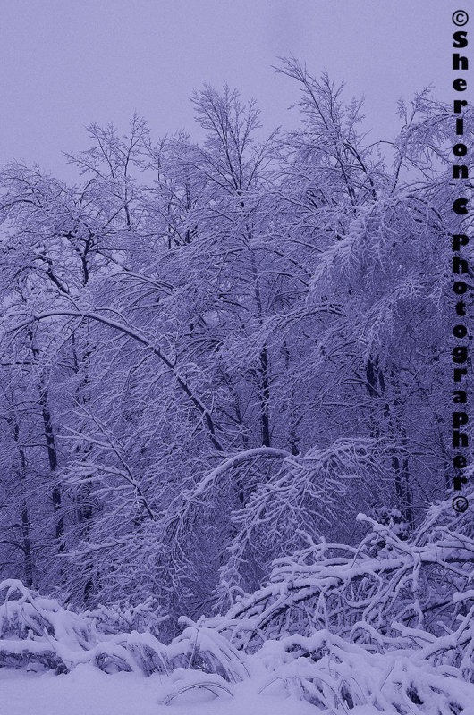 IMGP3063 copy.jpg