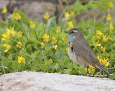 Jrnsparvar till trastfglar / Accentors to Thrushes