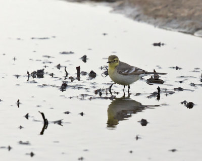 Citronärla, 2K ♀