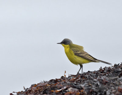 Gulrla / Yellow Wagtail (ssp thunbergi)