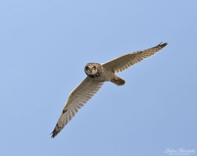 Jorduggla / Short-eared Owl