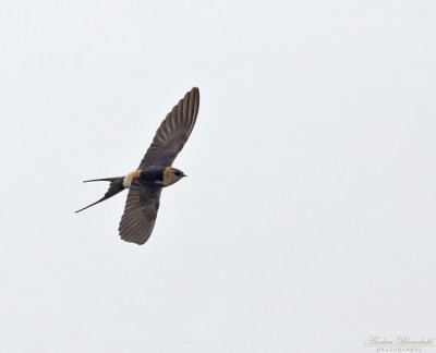 Rostgumpsvala / Red-rumped Swallow