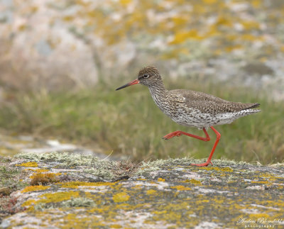 Rdbena / Redshank