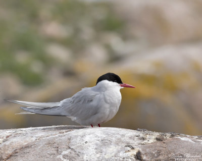 Silvertärna, adult vår