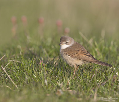 Sngare / Warblers