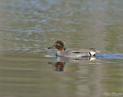 Kricka ♂